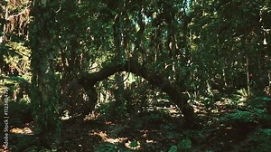 A vibrant tropical forest in Nicaragua showcases a large curved tree and abundant greenery. Sunlight filters through the dense canopy, creating a serene atmosphere in this natural habitat.