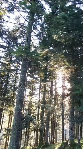 #nature #arbre #gnsa | Musher Experience