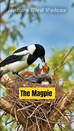 The Magpie #birds #birdsong #birdsounds