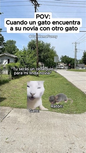 CAT MEME FUNNY 😹 Cuando un gato encuentra a su novia con otro gato #relatable #cat #relationship