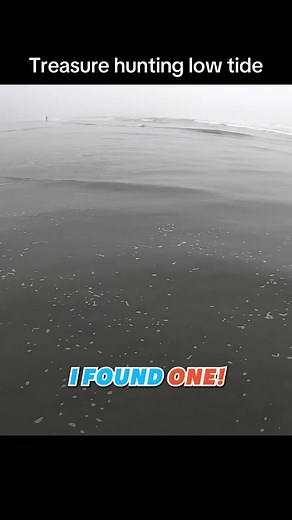 Crabbing Adventures: Treasure Hunting at Low Tide