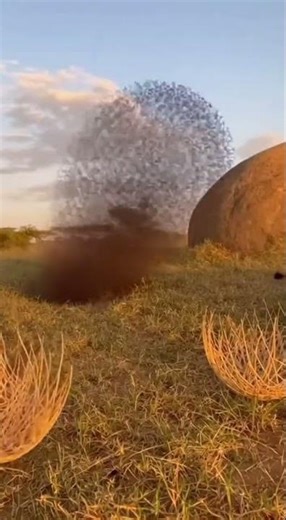 Warthog Pranks Sleeping Lions with Exploding Beehive Ball