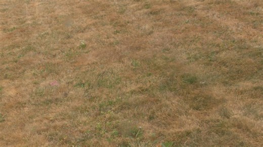 Reseeding your lawn | Gardening with Gutner