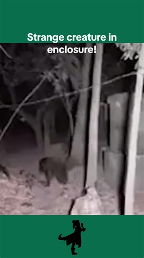 Mysterious Creatures in Zoo Enclosure: Real or Hoax?