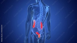 Human Digestive System Large Intestine Anatomy Animation Concept Stock Video