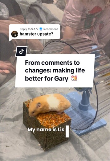 Creating a Comfortable Home for Our Syrian Hamster Gary