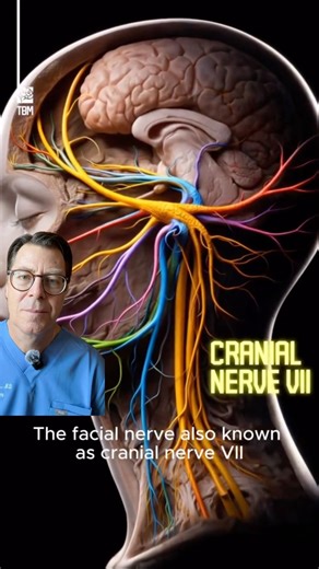 Did you know this about cranial nerve VII? #doctor #medicine #nerve #bellspalsy #facepain
