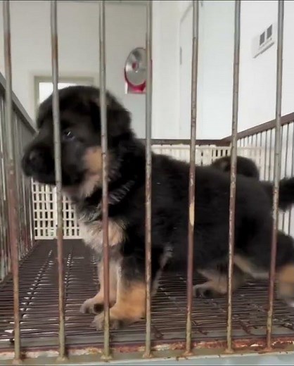 Free Adoption: German Shepherd Male & Female Puppies Available