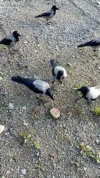 Crows got extra goodies a few times - its after a storm afterall 🥰 Jackdaws dont wanna get in there😬