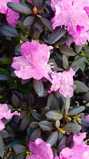 The first sign of spring 🥲