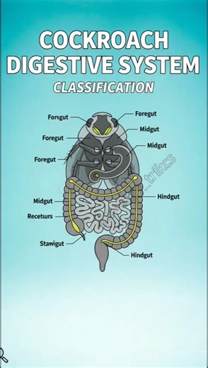 Digestive System of cockroach#biology #neet #digestivesystem #cocroach #mindmaps #chart #science