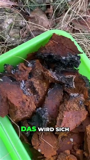 Chaga Pilz: Das teure Gold des Waldes finden & zubereiten! #shorts