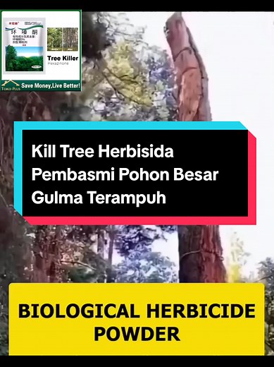 Kill Tree Herbisida #petani #petanimuda #petaniindonesia🇮🇩🇮🇩🇮🇩🌿🌿 #herbisida #gulma #pohon #2025