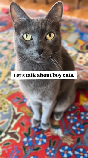 Percy,Jelly Bean,Hemi, Mochi, Wolf, & Mack on Instagram: "Do you have a boy cat? ❤️ #boycats #rescuecatsofinstagram #rescuecatsrule #graycat #tabbycat #whitecat #tuxedocat #boycats #catfacts #catvideo #meow"