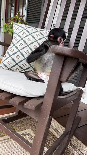 Enjoying Lazy Porch Time with Monkey