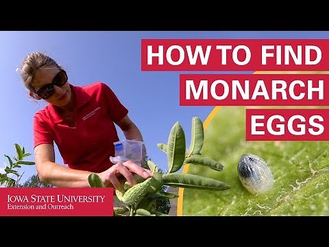 How to Find Monarch Butterfly Eggs