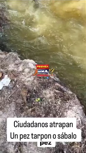 URBANO XTREMO RD on Instagram: "El tarpón, también conocido como sábalo, es un pez marino que vive en las aguas costeras del océano Atlántico tropical y subtropical. Puede alcanzar más de 2.4 metros de largo y pesar más de 159 kilogramos. El récord mundial de la IGFA (Asociación Internacional de Pesca Deportiva) es de un tarpón que pesó 138.25 kilogramos. Se alimenta de peces y crustáceos en lagunas, ríos, puertos y otras aguas poco profundas. Su carne es comestible, pero no se consume habitualm