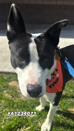 1.5K views · 43 reactions | #StreetsOfBakersfield - Sub Barko! "We...