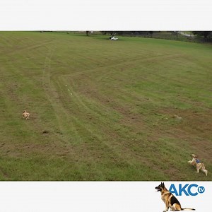 Highlights from the AKC National Lure Coursing Championship will premiere this Saturday at 12:00 pm ET on AKC.TV with replays all weekend long! Visit our website to watch, our download the AKC.TV app on Roku, Amazon Fire TV, and Apple TV. | AKCtv