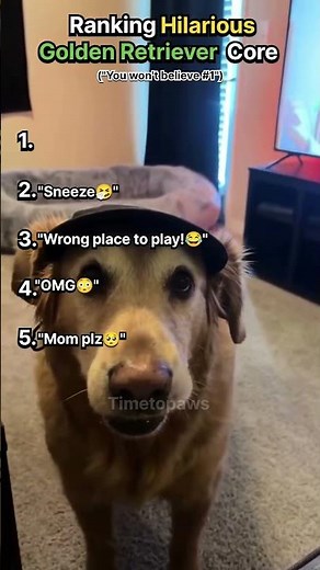 RANKING HILARIOUS GOLDEN RETRIEVER CORE #1 IS VERY FUNNY 🤣😂🤣😂