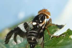 Managing apple maggots with insecticides