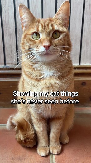 Cat Sees New Things For The First Time