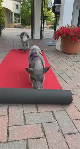 Thatcher and Magnolia, stars of the Grippo Potato Chip Company Barnyard Bonanza, roll out the red carpet for Cincinnati Zoo members! Become a member today! | Cincinnati Zoo & Botanical Garden