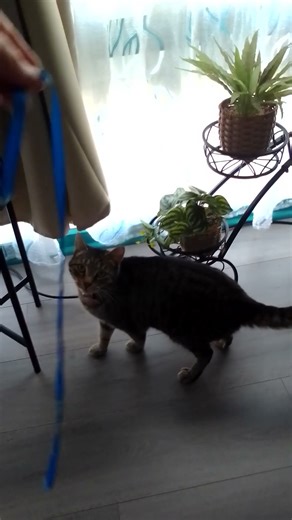 cuddles our cat playing with a string