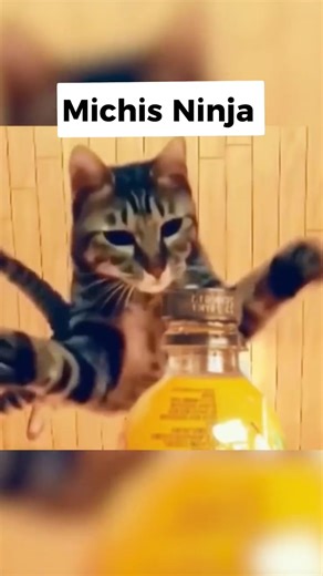 19K views · 419 reactions | Kung Fu Cats will conquer the World  https://store.wingchunkungfu.eu/ . . . #cats #funnycats #kungfu #funnykungfu #ninja #ninjacats #catlovers | Wing Chun | Facebook