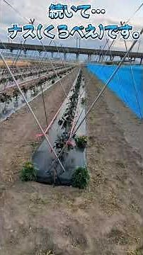 ナスV字支柱 誘引紐張り❗️ #農業 #農家 #兼業農家 #看護師 #家庭菜園 #FARM #agriculture #トラクター #diy #agriculturelife #farming