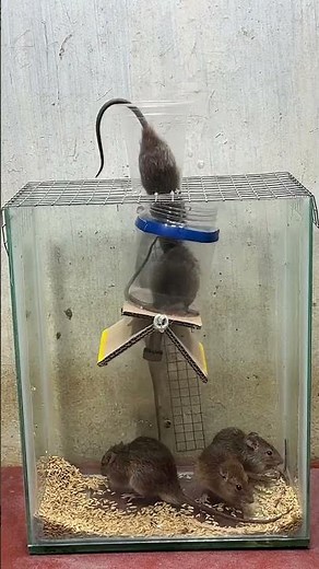 #catchmouse #mouse #mousecatchingartifact #rat #rattrap #ratzapper #mousetrap #diymousetrap
