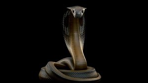 King Cobra Snake Striking Camera Repeatedly Stock Footage Video (100% Royalty-free) 1079804819 | Shutterstock