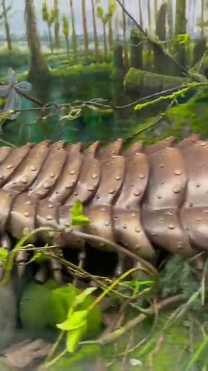 Biggest Centipede in the WORLD