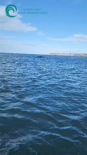 5.4K views · 55 reactions | SPOTTED! A southern right whale with her calf here in Mossel Bay Visit our website for more information: https://www.mosselbayboatadventures.co.za #mosselbayboatadventures #mosselbayattractions #iconicmosselbay #thingstodoinmosselbay #gardenroutesouthafrica #whalewatching | Mossel Bay Boat Adventures | Facebook