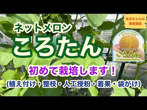 ネットメロン「ころたん」初めての栽培【メロン栽培】【ころたん】【家庭菜園】