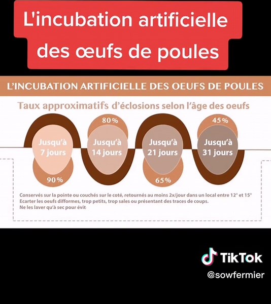 L'incubation artificielle des œufs de poules