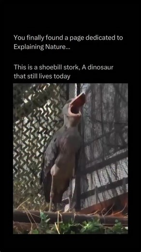 Explaining Nature on Instagram: "The shoebill stork is a large, unusual bird found in the swamps and wetlands of central and eastern Africa. It gets its name from its massive, shoe-shaped bill, which it uses to catch prey like fish, frogs, and even small reptiles. The shoebill stands about four to five feet tall and has a wingspan of up to eight feet, making it an impressive sight. Despite being called a stork, it is more closely related to pelicans and herons. Shoebills are known for their calm