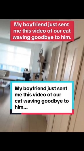 Cat Waving Goodbye Meme | Funny Reaction Video