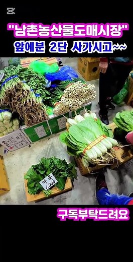 "남촌농산물도매시장" 곰취,열무,아욱 가격은? 진짜싸요!!