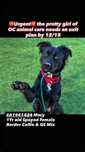 Shiva | URGENT EUTH LISTED! Very pretty Border Collie mix, “Macy” needs a rescue commitment by 12/15/25 or she will be euthanized by OC Animal... | Instagram