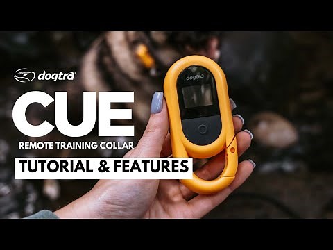 Remote Collar for Beginners | Dogtra CUE Tutorial & Features