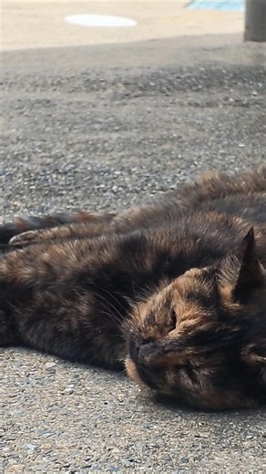 雑賀崎漁港と猫 #和歌山市 #雑賀崎 #猫