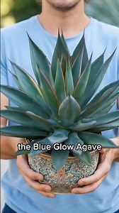 The Blue Glow Agave love 🪴 #BlueGlowAgave #Agave #Houseplants #PlantCare