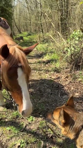 Odin Meets His New Friend 🐺🐾✨