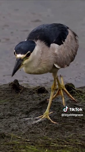Perfect Aim: Mastering Birdwatching Skills