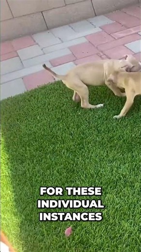American Pit Bull Terrier 2025: Your Ultimate Guide! #shorts