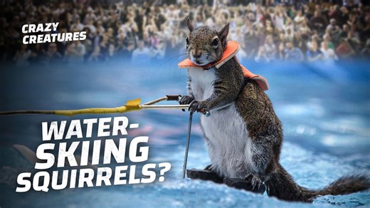 These Animals Have the Craziest Jobs Ever – Nature’s Unsung Workers