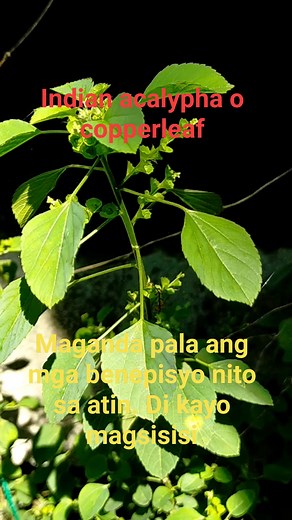 Ang Indian acalypha, na kilala rin bilang Acalypha indica, ay isang uri ng halamang panghalamangang matatagpuan sa iba't ibang rehiyon sa Asya, kabilang ang India at Pilipinas. May ilang mga benepisyo at paggamit ito sa tao at iba pang mga halaman. Narito ang ilan sa mga ito: 1. Gamot sa tradisyonal na gamot: Sa mga tradisyonal na sistema ng gamot tulad ng Ayurveda at iba pang tradisyonal na sistema ng gamot sa Asya, ginagamit ang Indian acalypha para sa iba't ibang mga kondisyon. Inaangkin na m