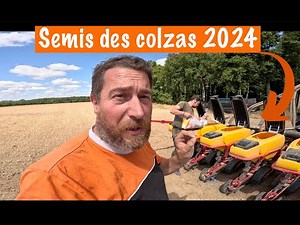 Rapeseed sowing 2024