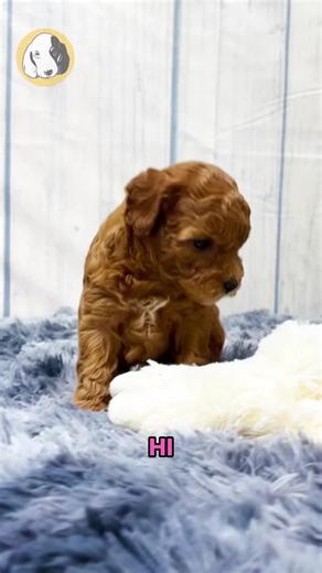 Say hello to Lyla, the F1b Maltipoo girl with cloud-soft curls, bright eyes, and a heart full of sweetness! 🐾💗 Hypoallergenic, cuddly, and endlessly charming, Lyla is the perfect little companion for cozy snuggles, playful afternoons, and everyday joy. She’s gentle, loving, and always ready to be your tiny shadow — bringing warmth, comfort, and tail wags wherever she goes. 🐶✨ Comes with: ✅ Direct Home Delivery ✅ 24/7 Lifetime Vet Support ✅ Microchip & Health Certificate ✅ 3–Year Health Plan (